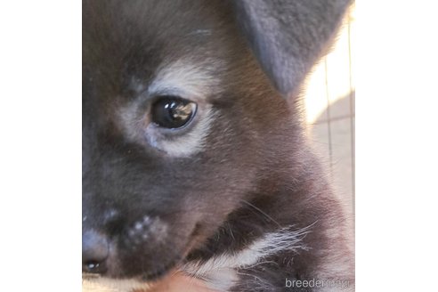 成約済の千葉県のミックス犬-344015の14枚目
