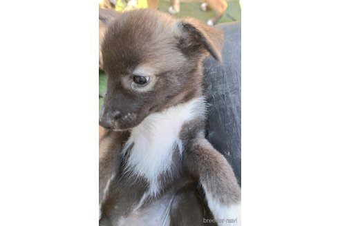 成約済の千葉県のミックス犬-344015の13枚目