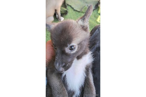 成約済の千葉県のミックス犬-344015の12枚目