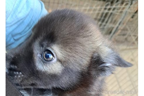 成約済の千葉県のミックス犬-344015の10枚目