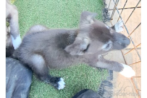 成約済の千葉県のミックス犬-344015の8枚目