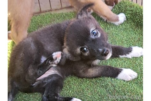 成約済の千葉県のミックス犬-344015の7枚目