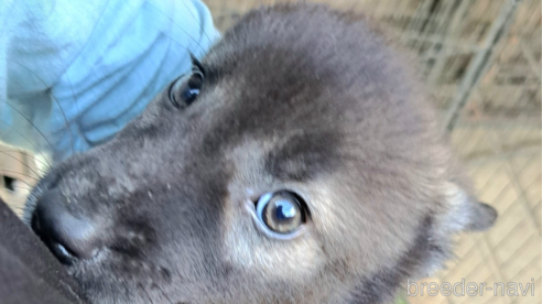 成約済の千葉県のミックス犬-344015の1枚目