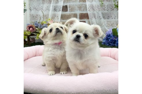 成約済の北海道のミックス犬-344014の2枚目