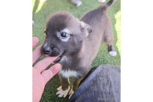 成約済の千葉県のミックス犬-344015の6枚目