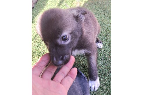 成約済の千葉県のミックス犬-344015の5枚目