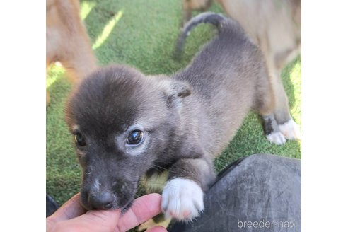 成約済の千葉県のミックス犬-344015の4枚目