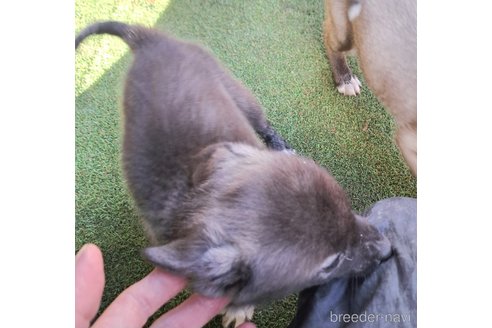 成約済の千葉県のミックス犬-344015の3枚目