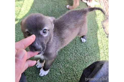 成約済の千葉県のミックス犬-344015の2枚目