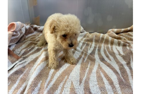 成約済の千葉県のトイプードル-340930の4枚目