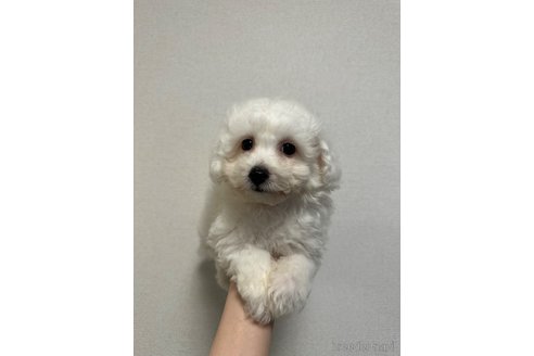 成約済の滋賀県のビションフリーゼ-337138の7枚目
