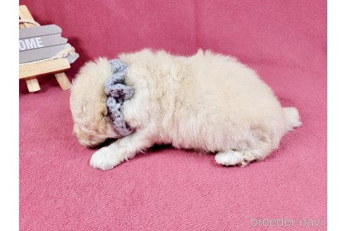 成約済の埼玉県のトイプードル-340710の3枚目