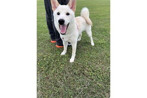 成約済の千葉県の柴犬-337309の8枚目