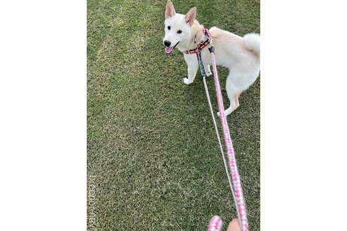 成約済の千葉県の柴犬-337309の7枚目