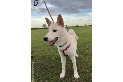 成約済の千葉県の柴犬-337309の6枚目