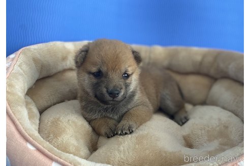 成約済の茨城県の豆柴-344058の9枚目