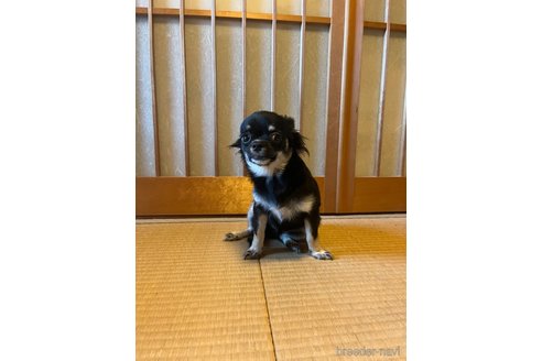 成約済の兵庫県のチワワ(ロングコート)-334926