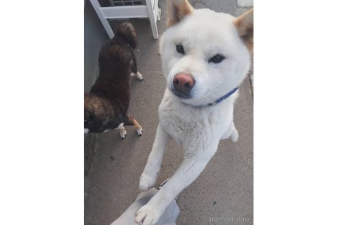 のの柴犬-