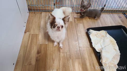 オコメちゃん1枚目