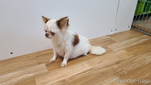 オコメちゃん1枚目