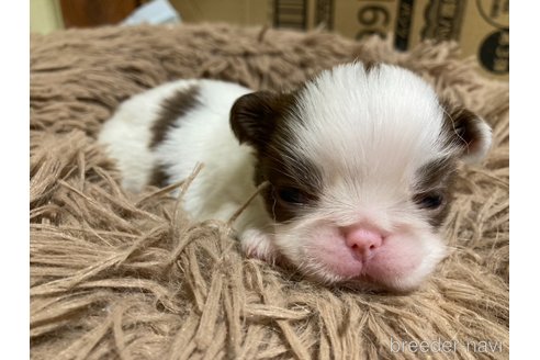 成約済の静岡県の狆 (チン)-344096の3枚目