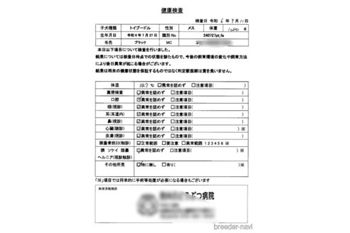成約済の京都府のトイプードル-327413の5枚目