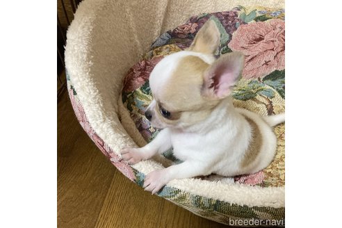 成約済の広島県のチワワ(スムースコート)-337931の8枚目
