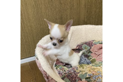 成約済の広島県のチワワ(スムースコート)-337931の5枚目