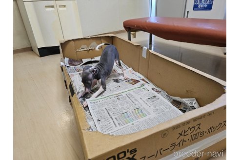 成約済の愛知県のイタリアングレーハウンド(イタグレ)-344127の10枚目