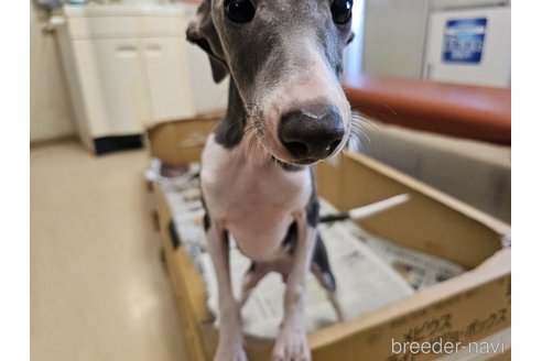成約済の愛知県のイタリアングレーハウンド(イタグレ)-344127の11枚目