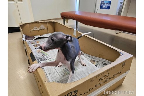 成約済の愛知県のイタリアングレーハウンド(イタグレ)-344127の6枚目