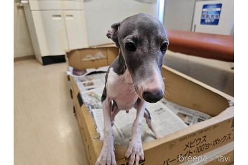成約済の愛知県のイタリアングレーハウンド(イタグレ)-344127の3枚目