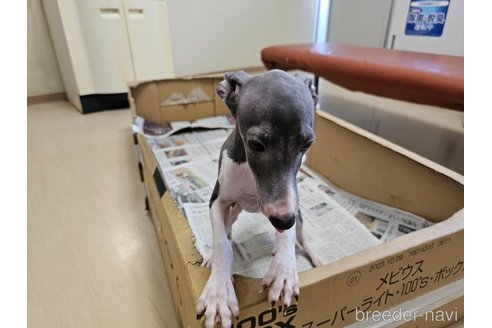 成約済の愛知県のイタリアングレーハウンド(イタグレ)-344127の5枚目