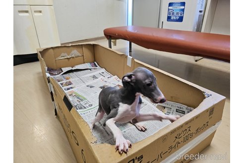 成約済の愛知県のイタリアングレーハウンド(イタグレ)-344127の2枚目