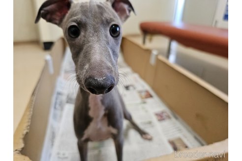 成約済の愛知県のイタリアングレーハウンド(イタグレ)-344129の15枚目