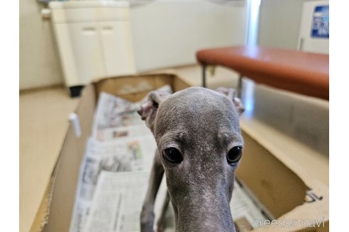 成約済の愛知県のイタリアングレーハウンド(イタグレ)-344129の12枚目