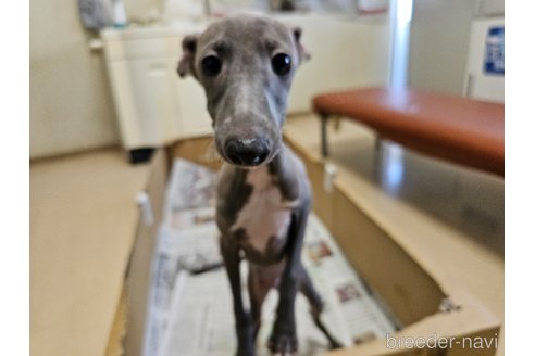 成約済の愛知県のイタリアングレーハウンド(イタグレ)-344129の14枚目