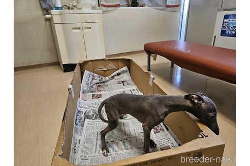 成約済の愛知県のイタリアングレーハウンド(イタグレ)-344129の11枚目