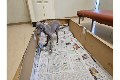成約済の愛知県のイタリアングレーハウンド(イタグレ)-344129の9枚目