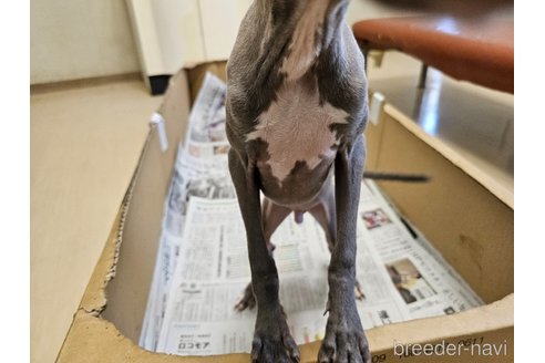 成約済の愛知県のイタリアングレーハウンド(イタグレ)-344129の7枚目