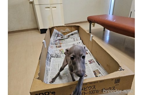 成約済の愛知県のイタリアングレーハウンド(イタグレ)-344129の10枚目
