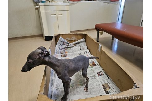 成約済の愛知県のイタリアングレーハウンド(イタグレ)-344129の8枚目