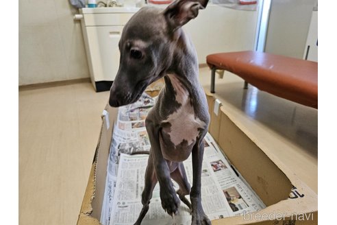 成約済の愛知県のイタリアングレーハウンド(イタグレ)-344129の6枚目