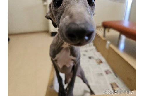 成約済の愛知県のイタリアングレーハウンド(イタグレ)-344129の4枚目