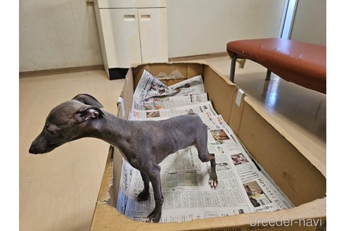成約済の愛知県のイタリアングレーハウンド(イタグレ)-344129の5枚目