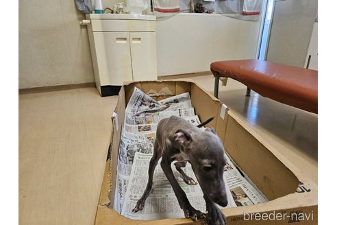 成約済の愛知県のイタリアングレーハウンド(イタグレ)-344129の3枚目