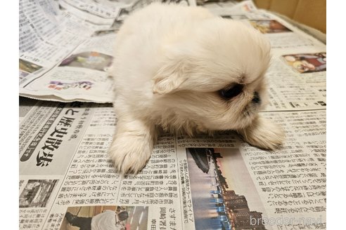 成約済の愛知県のペキニーズ-344132の2枚目