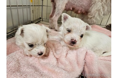 成約済の愛知県のマルチーズ-344133の5枚目