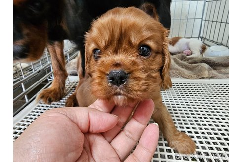 成約済の愛知県のキャバリアキングチャールズスパニエル-344147の5枚目
