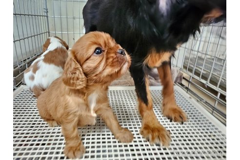 成約済の愛知県のキャバリアキングチャールズスパニエル-344147の6枚目